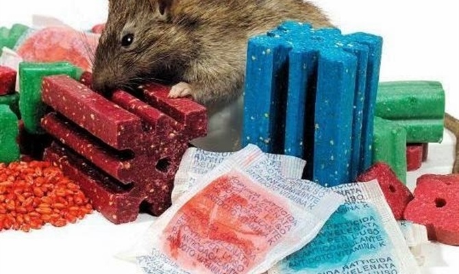 plaga de ratones-raticidas