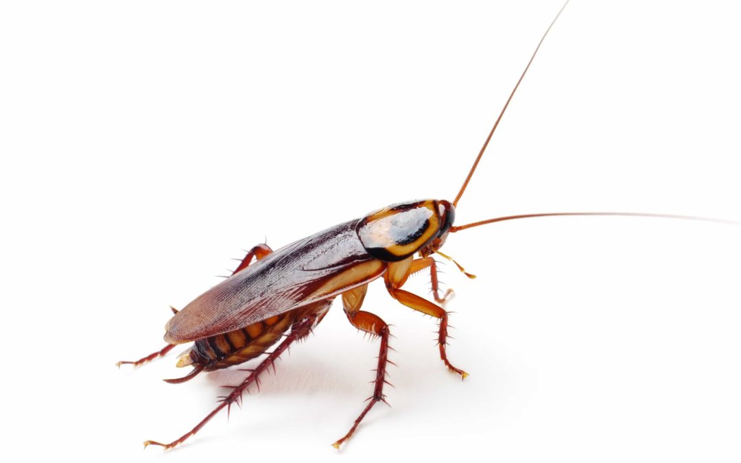 Características de la cucaracha alemana
