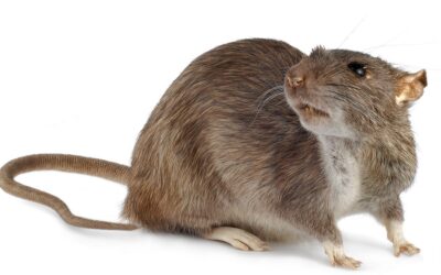 Características de la Rata Gris