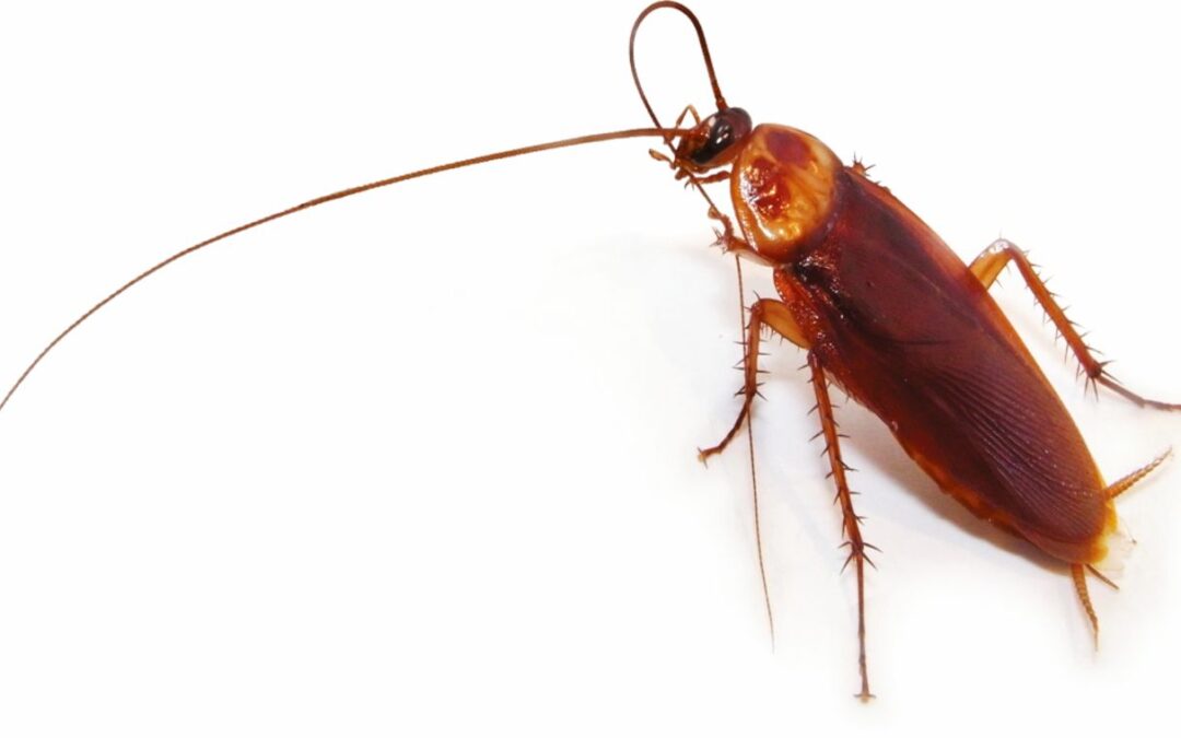 Plagas de cucaracha americana
