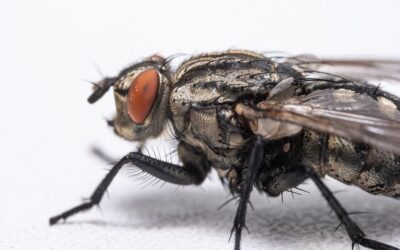 La mosca negra amenaza a las grandes ciudades españolas