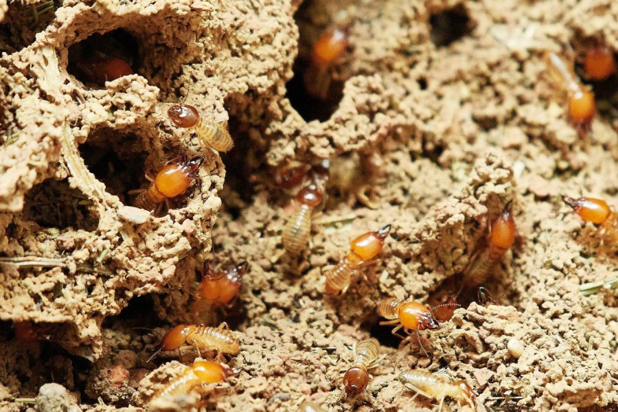 tratamientos para las termitas