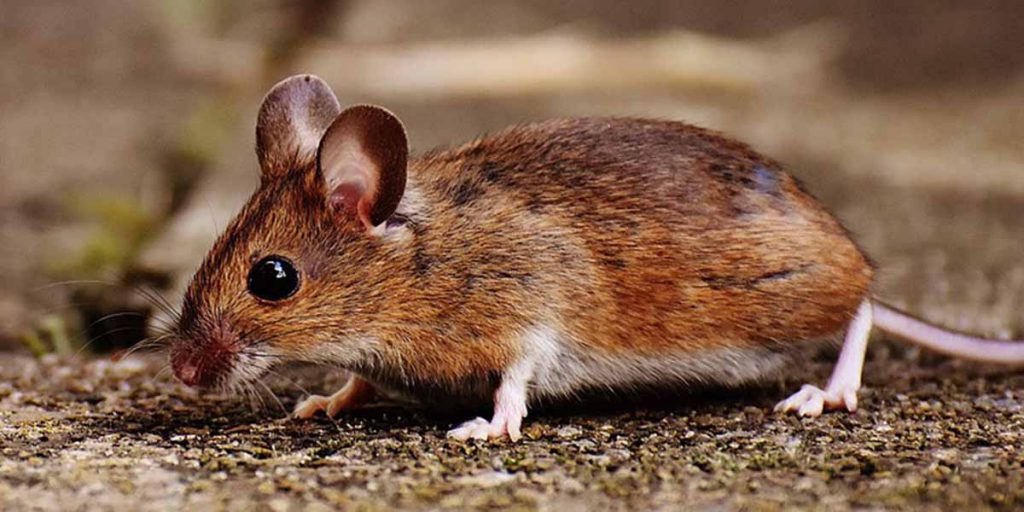 plaga de ratones